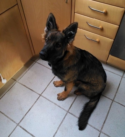 2012-12-03_WA0001.jpg Alma 6M Maja1