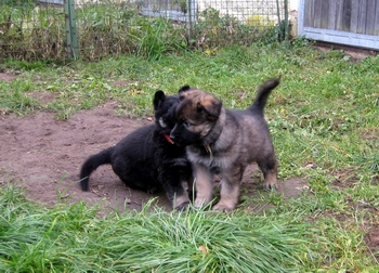 Emely v. d. Berliner Bren 006