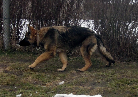 Emely v. d. Berliner Bren 033