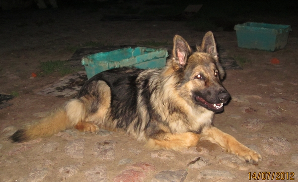 Patzi 036