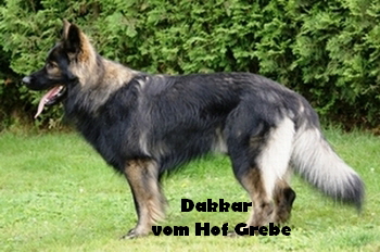 Dakkar_Deckrde_4