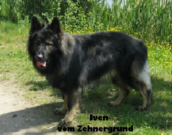 Mai 2012 058b.jpg Iven