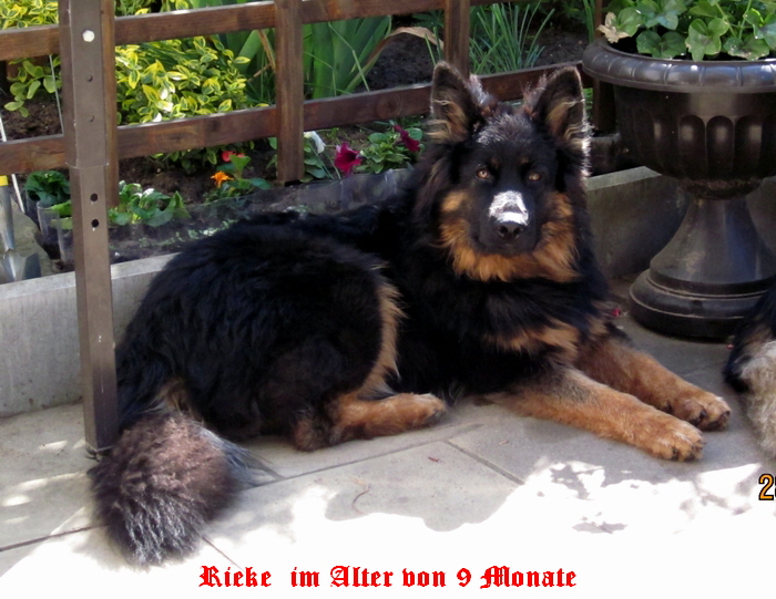 Rieke- 015