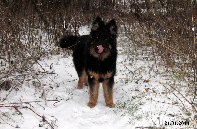 Rieke .21.1.2014 004
