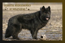 banner_of_shinji_star